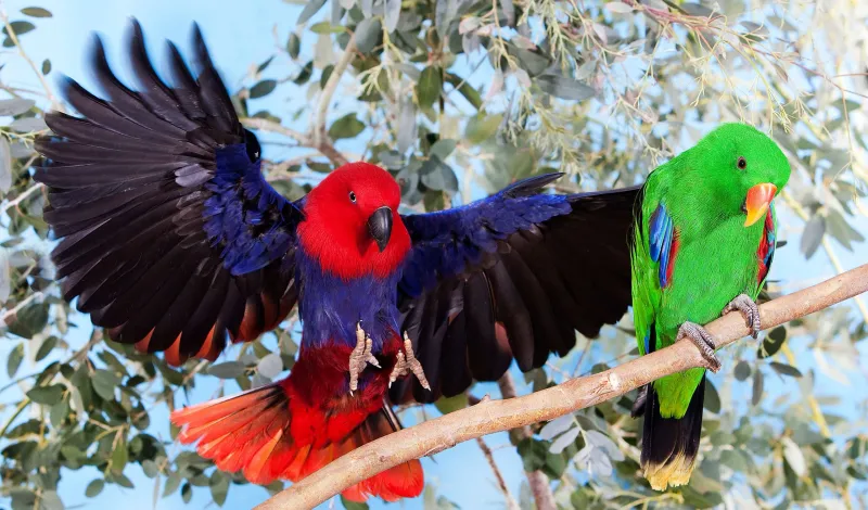 Eclectus Parrot