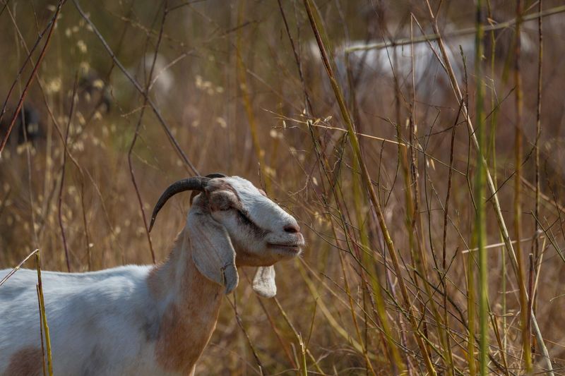 Eco-Friendly Grazers