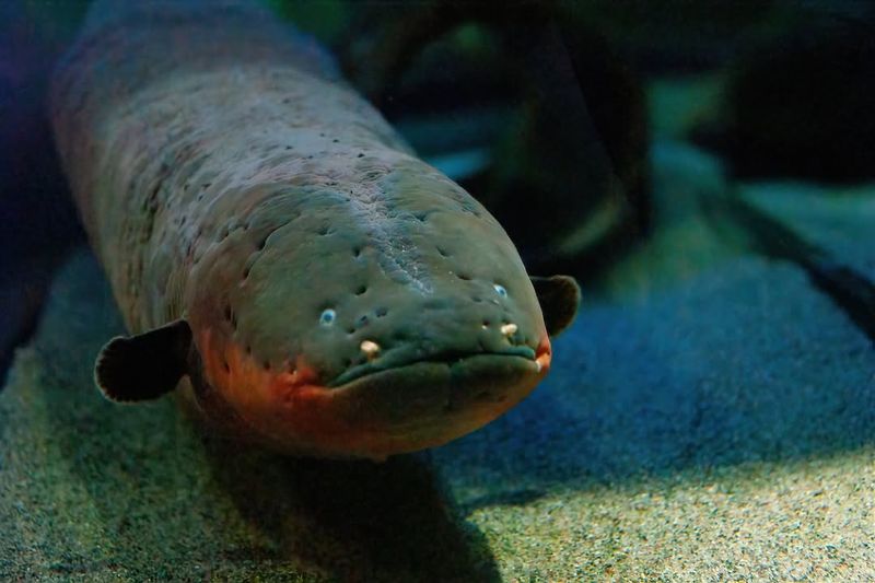 Electric Eel