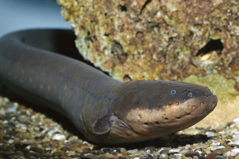 Electric Eel