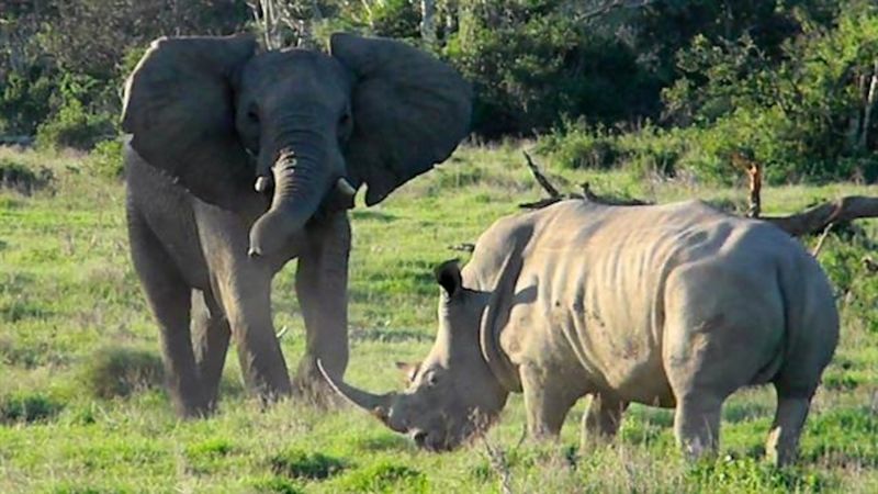 Elephant vs Rhino