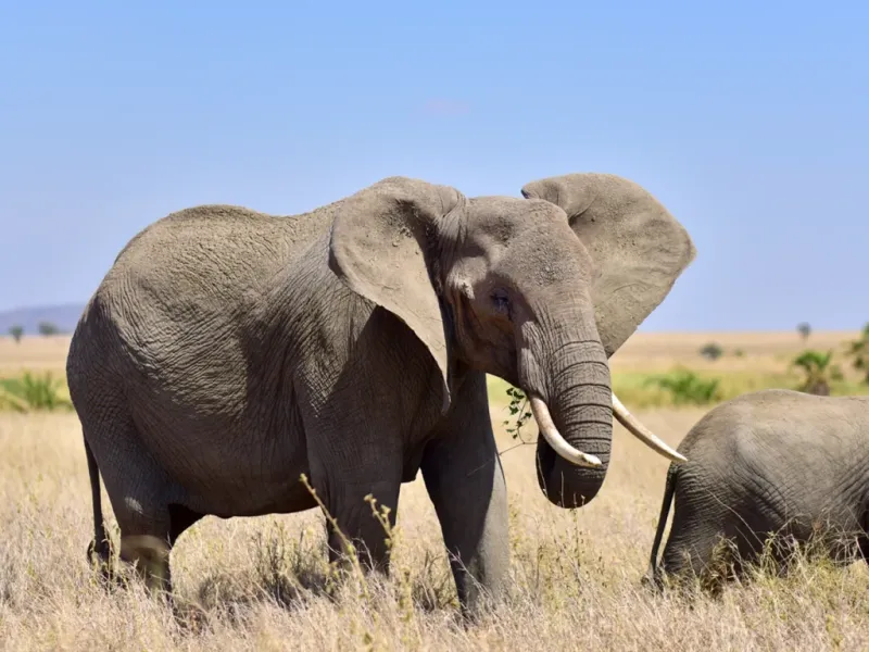 Elephant