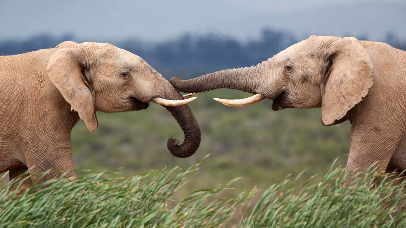 Elephants