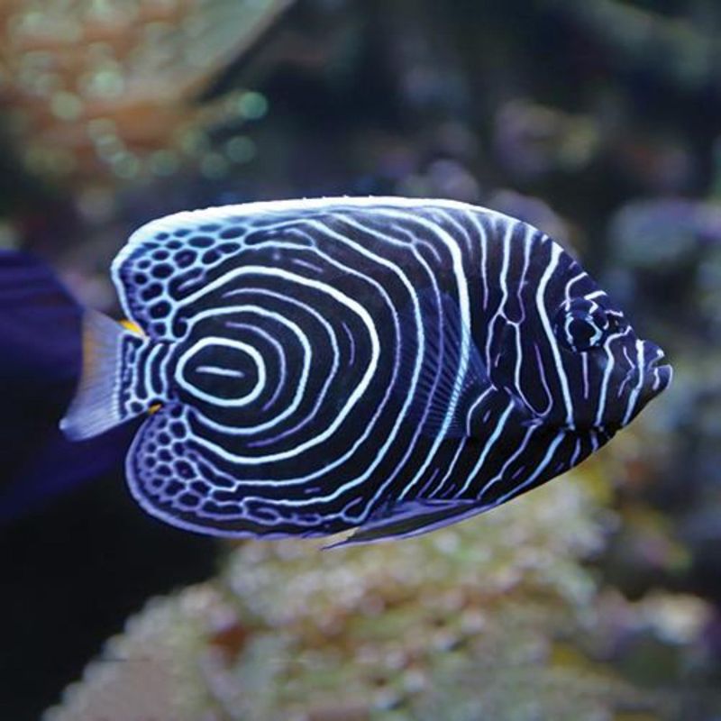 Emperor Angelfish