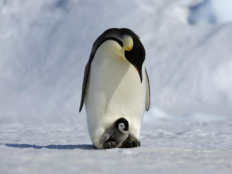 Emperor Penguin