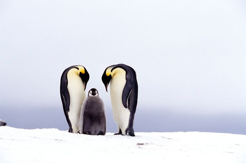 Emperor Penguins