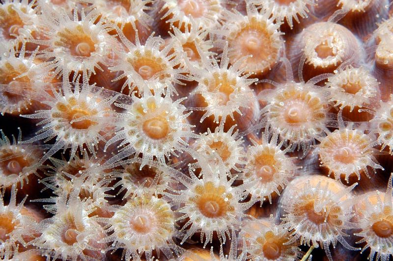 Coral Polyps