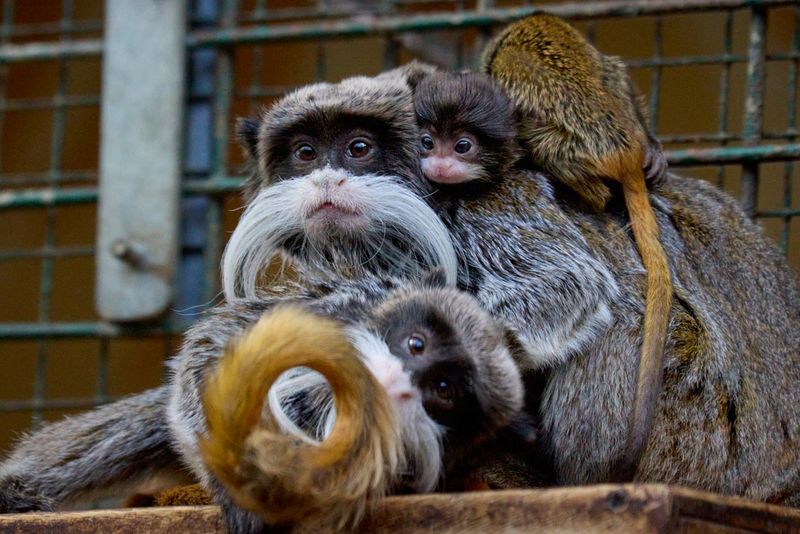 Emperor Tamarin