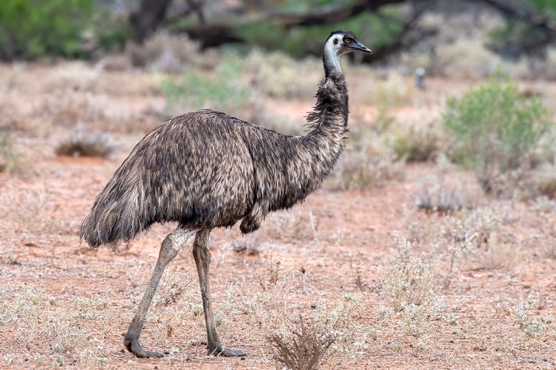 Emu