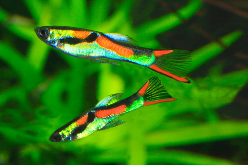 Endler's Livebearer