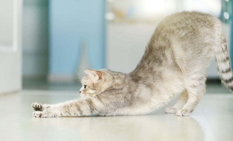 Engaging in Cat Yoga