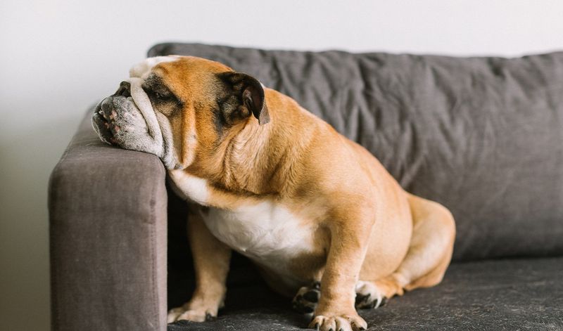 English Bulldog