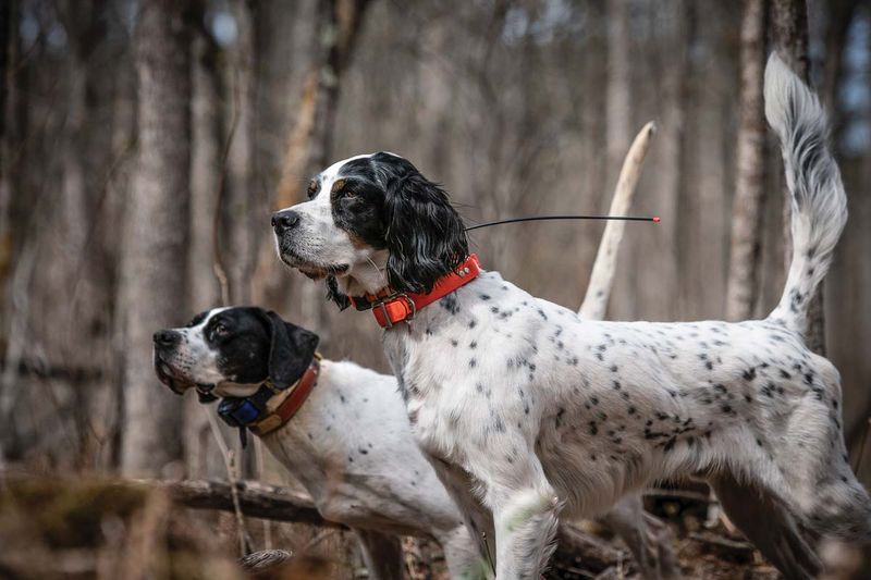 English Setter