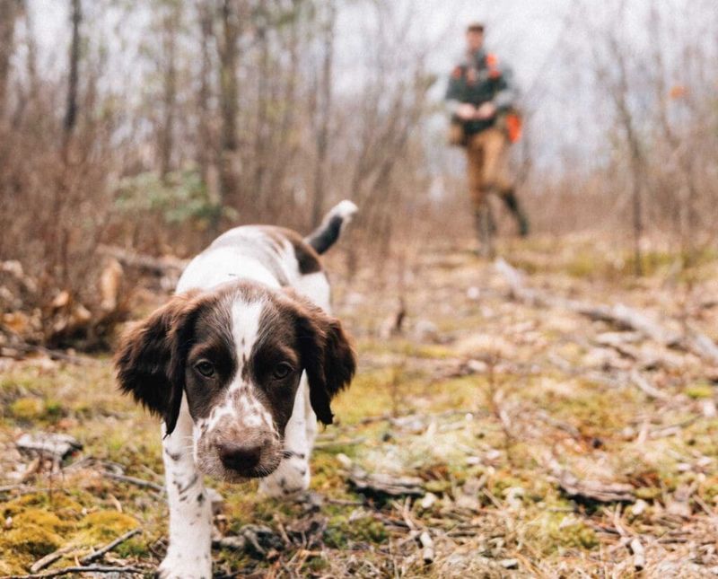 English Springer Spaniel