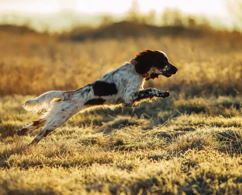 English Springer Spaniel