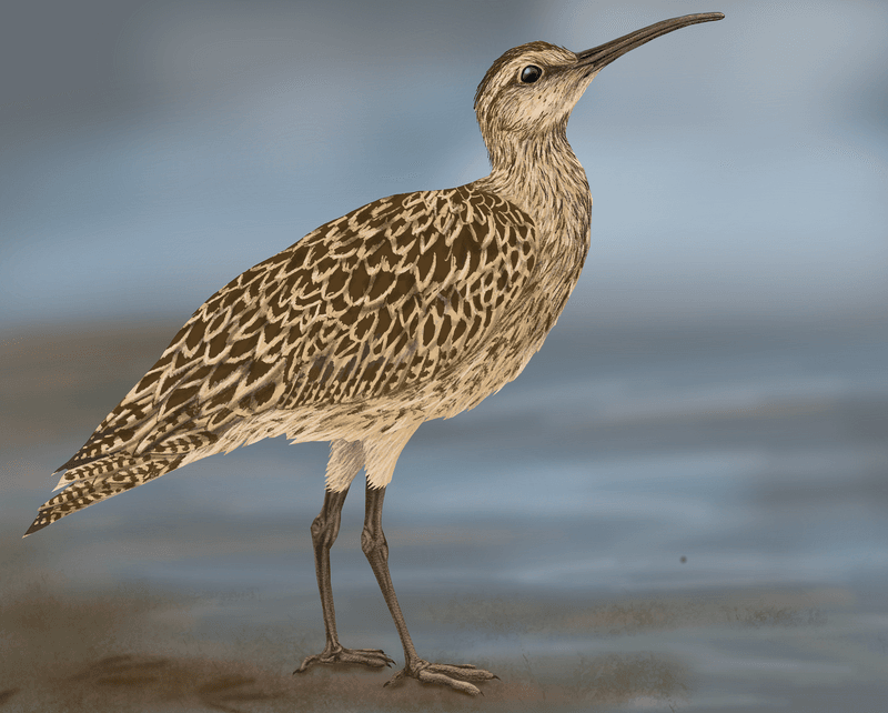 Eskimo Curlew