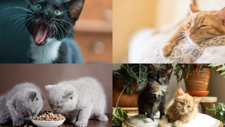 19 Essential Tips and a Complete Checklist for Bringing Home a New Kitten