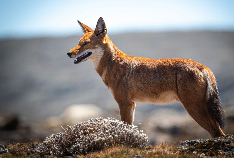 Ethiopian Wolf