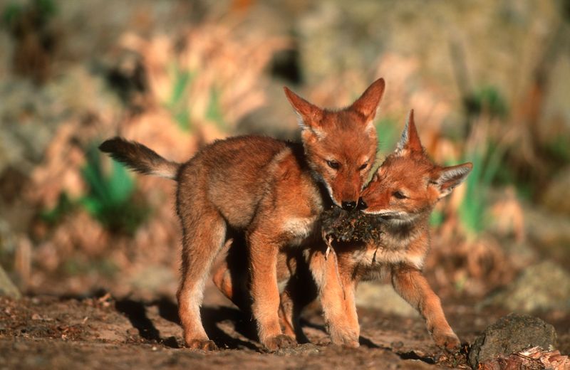 Ethiopian Wolf