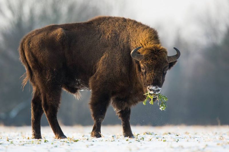 European Bison