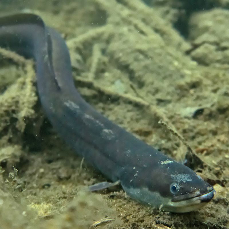 European Eel