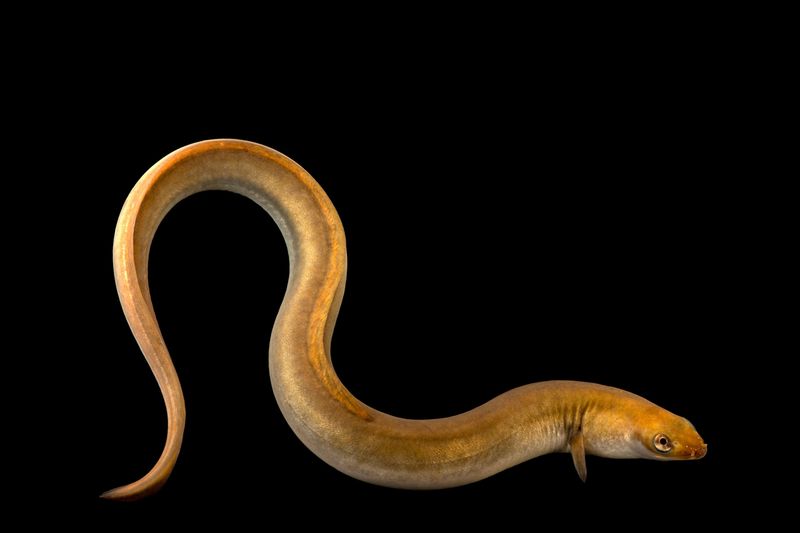 European Eel