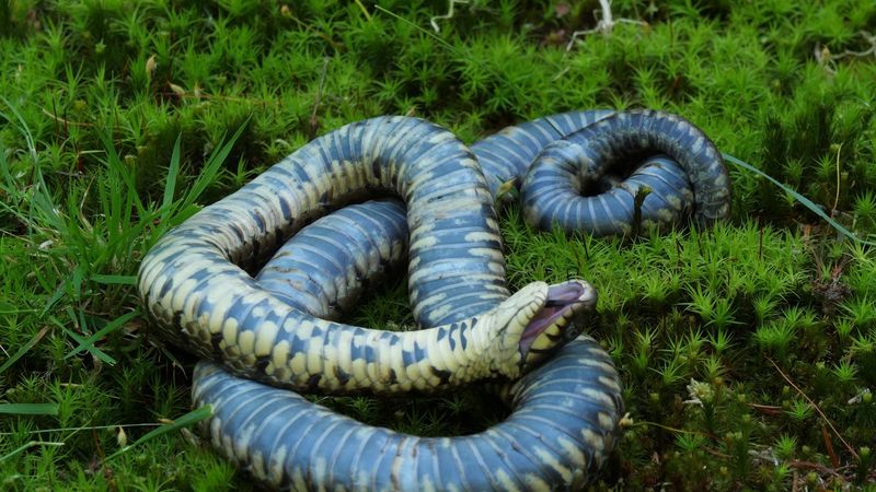 European Grass Snake