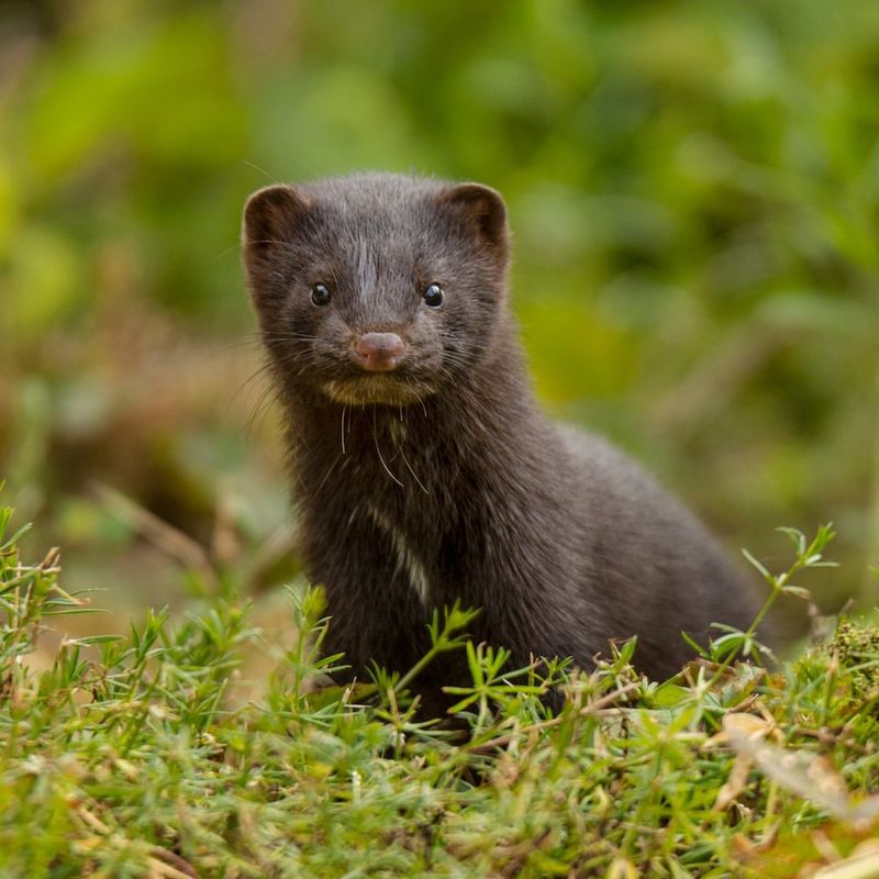 European Mink