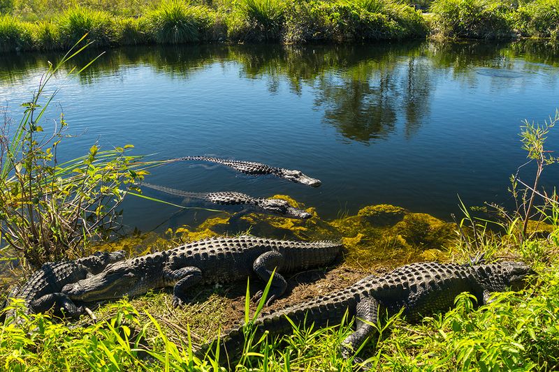 Everglades National Park, Florida