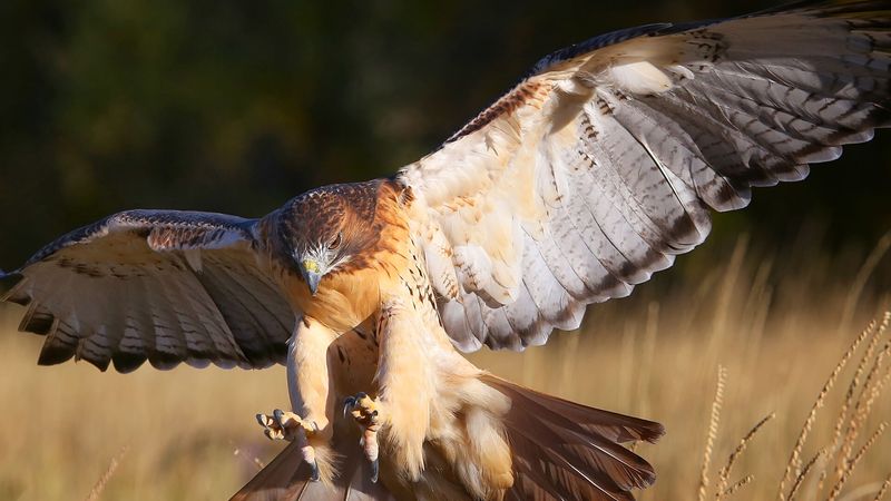 Examine Beak and Talon Structure