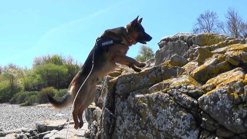 Excellent Search and Rescue Dogs