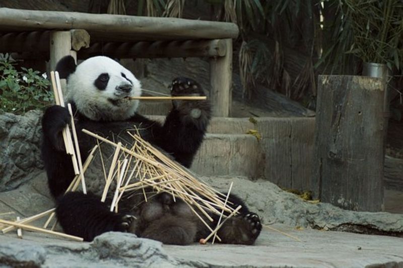 Fact 1: Bamboo Lovers