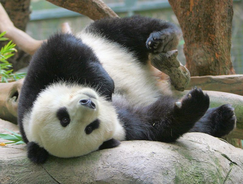 Fact 6: Playful Nature
