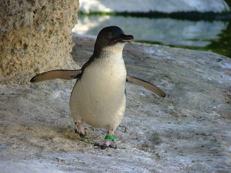 Fairy Penguin