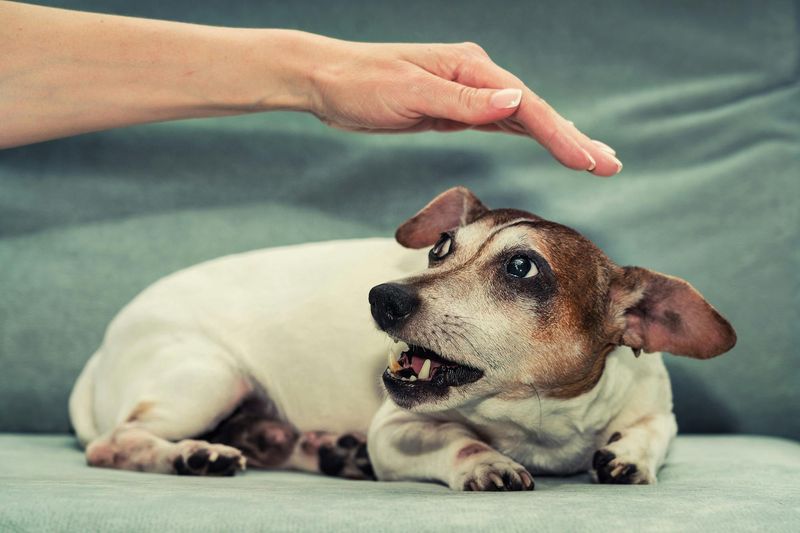 Fearful Behavior