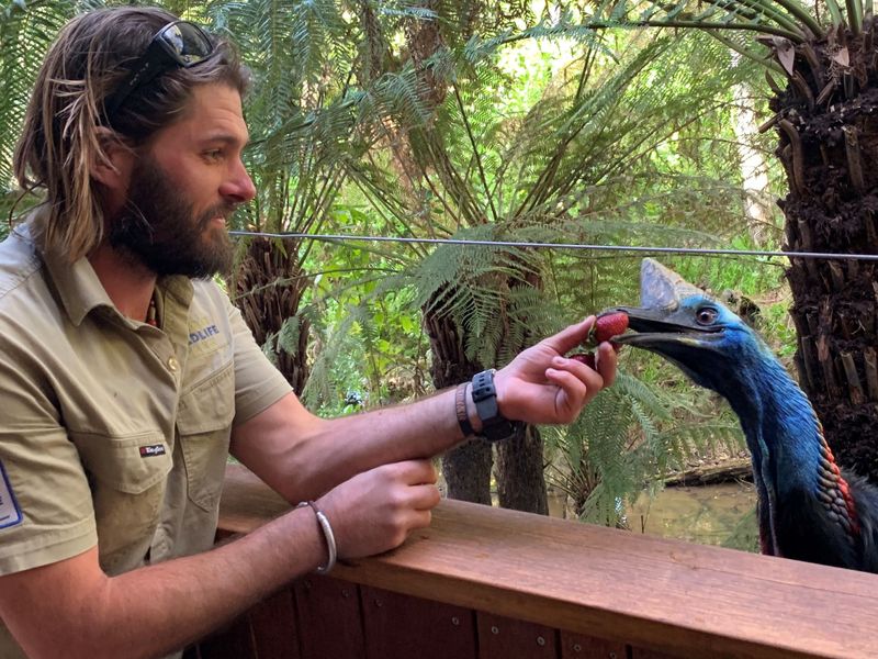 Feeding the Cassowary