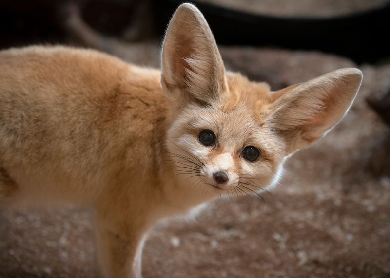 Fennec Fox