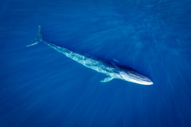 Fin Whale