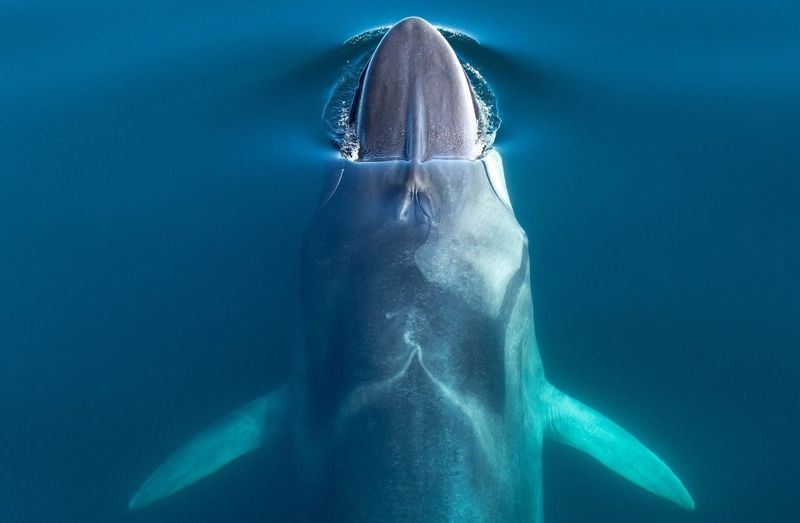 Fin Whale