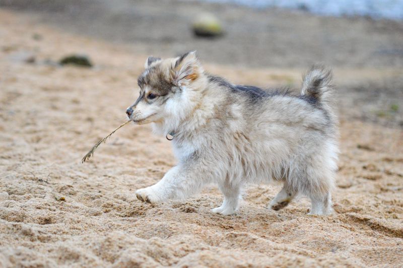 Finnish Lapphund