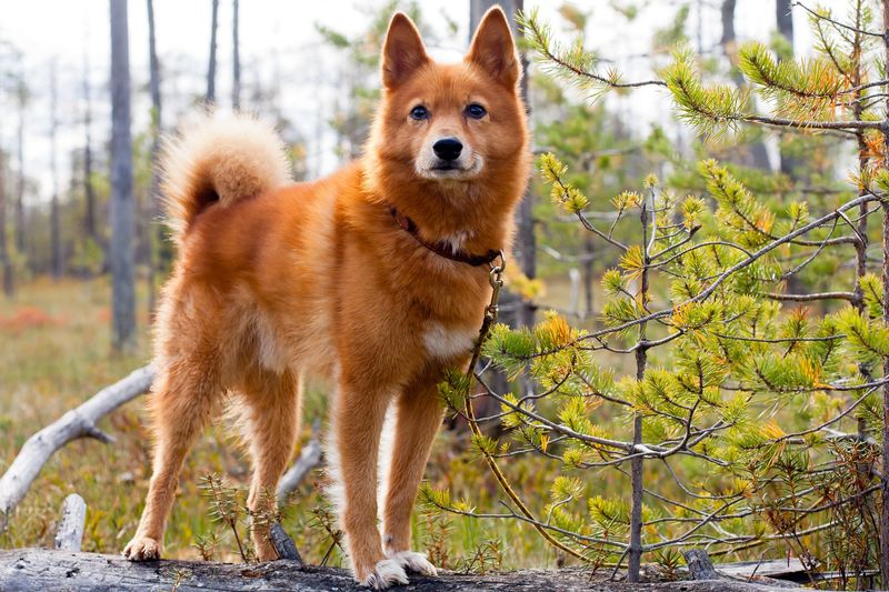 Finnish Spitz