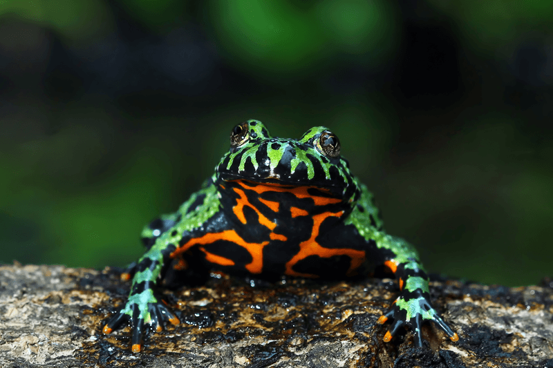 Fire-bellied Toad