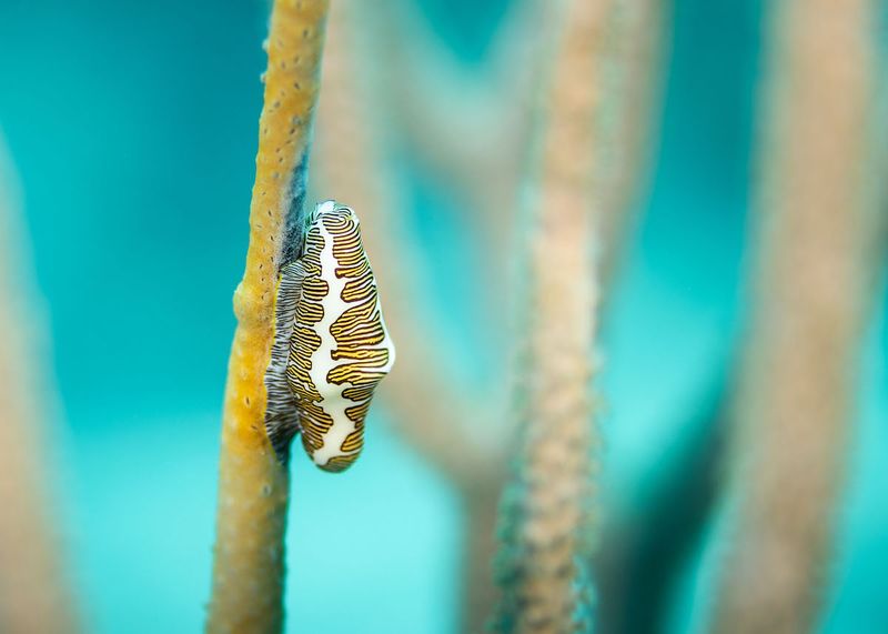 Flamingo Tongue Snail