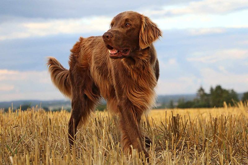 Flat-Coated Retriever