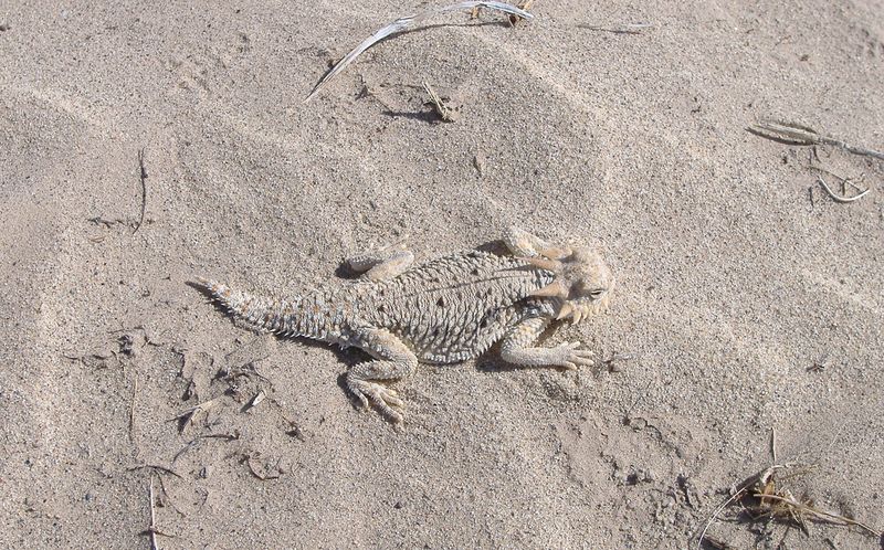 Flat-Tailed Horned Lizard