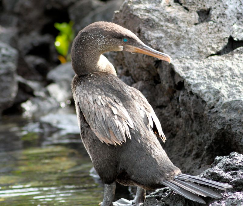 Flightless Cormorant