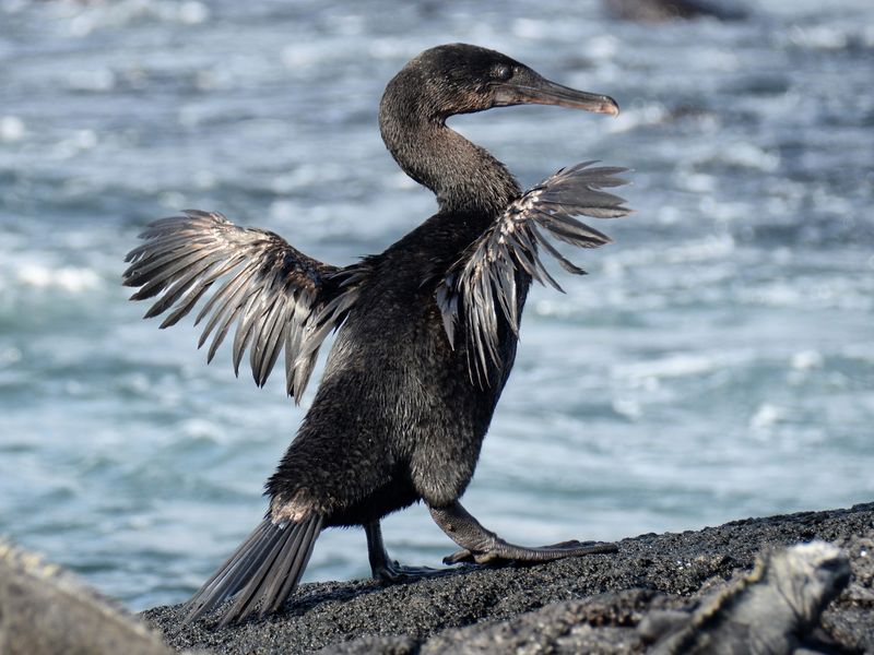 Flightless Cormorant