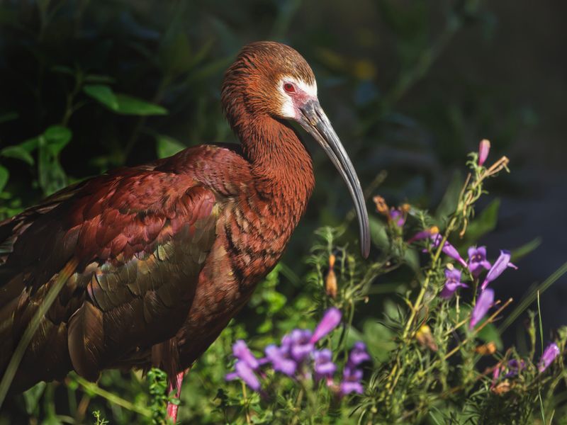 Flightless Ibis