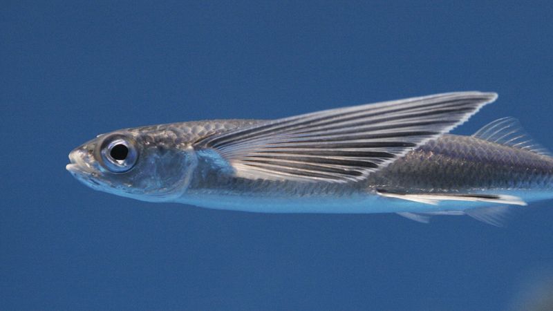 Flying Fish