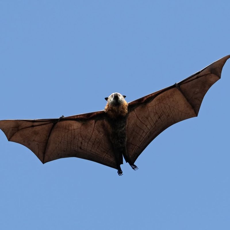 Flying Fox